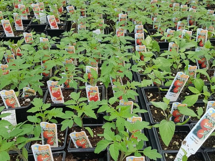様々な種類のトマトの苗。©The Vancouver Shinpo