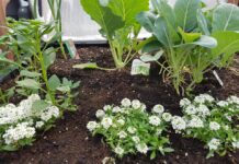 田中朝絵先生、直伝! 今年は種から野菜を育てよう アリッサムをレタスなどと一緒に育てることを勧めるという。©The Vancover Shinpo