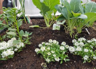 田中朝絵先生、直伝! 今年は種から野菜を育てよう アリッサムをレタスなどと一緒に育てることを勧めるという。©The Vancover Shinpo