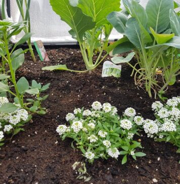 田中朝絵先生、直伝! 今年は種から野菜を育てよう アリッサムをレタスなどと一緒に育てることを勧めるという。©The Vancover Shinpo