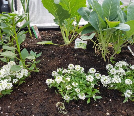 田中朝絵先生、直伝! 今年は種から野菜を育てよう アリッサムをレタスなどと一緒に育てることを勧めるという。©The Vancover Shinpo