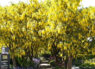 バンデューセン植物園でラバーナムが満開!! バンデューセン植物園のラバーナム。Photo courtesy of © Pacific Walkers.com