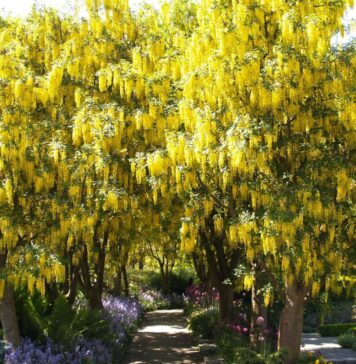 バンデューセン植物園でラバーナムが満開!! バンデューセン植物園のラバーナム。Photo courtesy of © Pacific Walkers.com