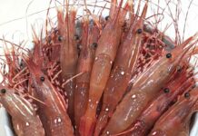 ボタンエビ漁解禁に ぷりぷりのボタンエビ。©Seaborn Enterprises Ltd.