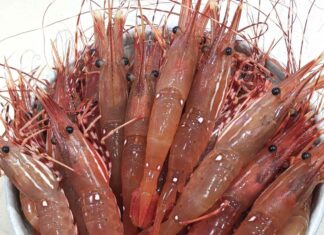 ボタンエビ漁解禁に ぷりぷりのボタンエビ。©Seaborn Enterprises Ltd.