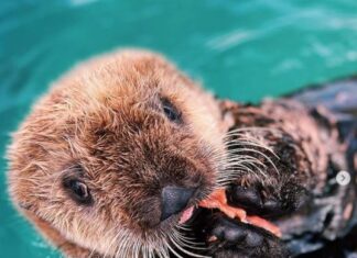 3月に保護された子どものラッコは水族館へ バンクーバー水族館に移された子どもラッコ。Marine Mammal Rescue Centreのインスタグラムより