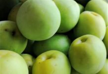 カナダで行う梅仕事 バンクーバーでも最近では青梅が手に入る。©The Vancouver Shinpo