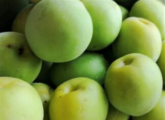 カナダで行う梅仕事 バンクーバーでも最近では青梅が手に入る。©The Vancouver Shinpo