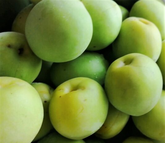 カナダで行う梅仕事 バンクーバーでも最近では青梅が手に入る。©The Vancouver Shinpo