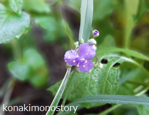 露草つゆくさ＊自宅庭にて。Photo courtesy of Kona Tomoko