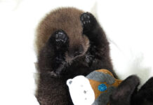 今週はラッコ啓蒙週間! 保護した当時のジョーイ。Photo courtesy of Marine Mammal Rescue Centre