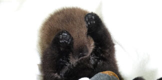 今週はラッコ啓蒙週間! 保護した当時のジョーイ。Photo courtesy of Marine Mammal Rescue Centre