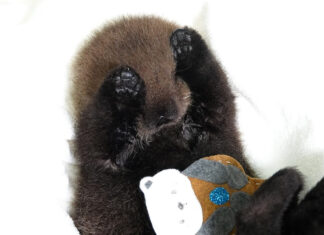 今週はラッコ啓蒙週間! 保護した当時のジョーイ。Photo courtesy of Marine Mammal Rescue Centre