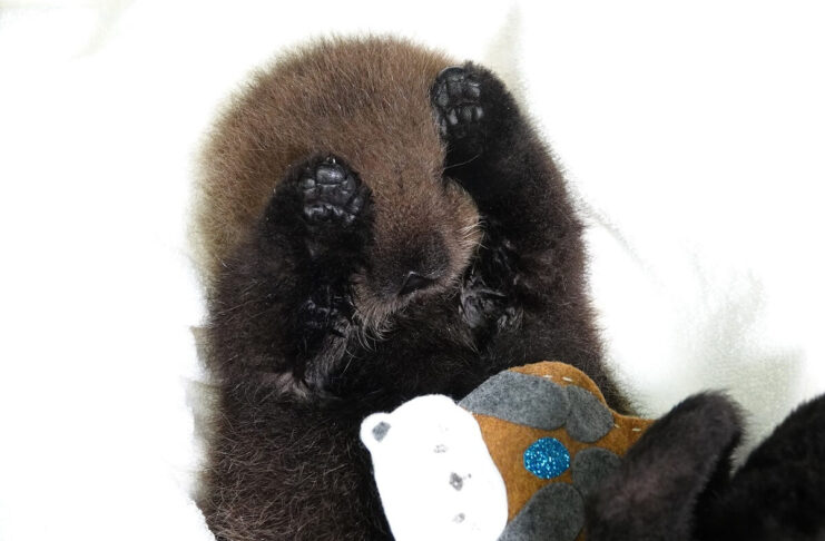 ラッコのジョーイ、元気に1歳の誕生日を迎える 保護した当時のジョーイ。Photo courtesy of Marine Mammal Rescue Centre