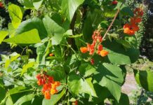 夏の水やりや害虫対策~元ガーデナーのアドバイス~ 夏のガーデニングのポイントを宮地昭彦さんに聞いた。©The Vancouver Shinpo