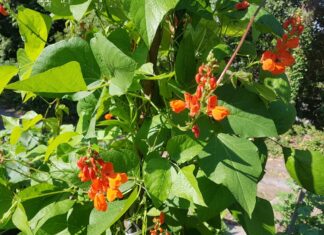 夏の水やりや害虫対策~元ガーデナーのアドバイス~ 夏のガーデニングのポイントを宮地昭彦さんに聞いた。©The Vancouver Shinpo