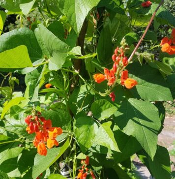 夏の水やりや害虫対策~元ガーデナーのアドバイス~ 夏のガーデニングのポイントを宮地昭彦さんに聞いた。©The Vancouver Shinpo