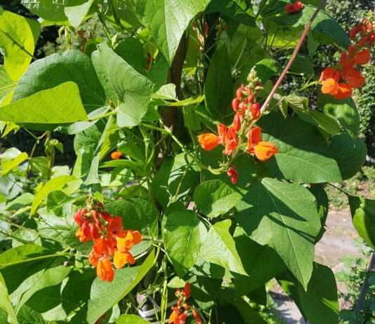 夏の水やりや害虫対策~元ガーデナーのアドバイス~ 夏のガーデニングのポイントを宮地昭彦さんに聞いた。©The Vancouver Shinpo