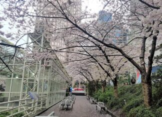 バラード駅、改修工事で2年間閉鎖へ 桜の名所でもあるバラード駅周辺。Photo by Keiko Nishikawauer Shinpo