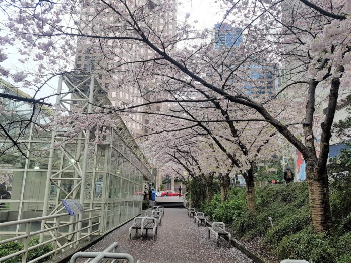 桜の名所でもあるバラード駅周辺。Photo by Keiko Nishikawauer Shinpo