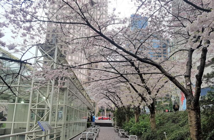 バラード駅、改修工事で2年間閉鎖へ 桜の名所でもあるバラード駅周辺。Photo by Keiko Nishikawauer Shinpo