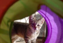 BC SPCAが養子縁組半額キャンペーン ペットは家族の一員。©the Vancouver Shinpo