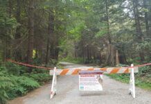 スタンレーパークで駆除されたコヨーテはこれまで4頭のみ コヨーテに襲われる事件多発で、スタンレーパークの一部が閉鎖に。©the Vancouver Shinpo