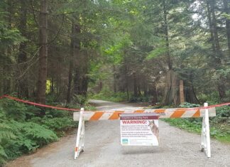 スタンレーパークで駆除されたコヨーテはこれまで4頭のみ コヨーテに襲われる事件多発で、スタンレーパークの一部が閉鎖に。©the Vancouver Shinpo