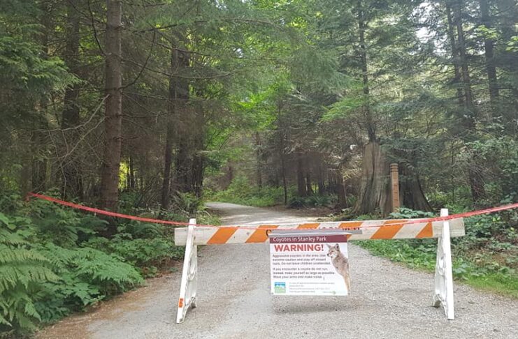 反対の声が上がる中、スタンレーパークでコヨーテ駆除へ コヨーテに襲われる事件多発で、スタンレーパークの一部が閉鎖に。©the Vancouver Shinpo
