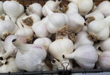 来春もガーデニングを楽しむために、秋の庭の手入れ~元ガーデナーのアドバイス3~ ニンニクを植える時期になってきた。©the Vancouver Shinpo