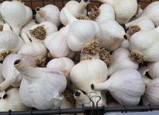 来春もガーデニングを楽しむために、秋の庭の手入れ~元ガーデナーのアドバイス3~ ニンニクを植える時期になってきた。©the Vancouver Shinpo