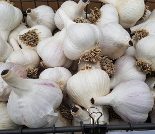 来春もガーデニングを楽しむために、秋の庭の手入れ~元ガーデナーのアドバイス3~ ニンニクを植える時期になってきた。©the Vancouver Shinpo