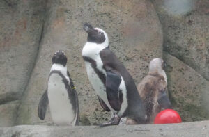 ペンギンもいる！©the Vancouver Shinpo