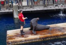 海の人気者に会いに、再開したバンクーバー水族館へ行こう 給餌の時間に訪れると、スタッフから動物の説明も聞くことができる。©the Vancouver Shinpo