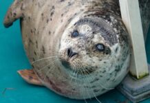 保護した盲目のアザラシは水族館、出産した子どもは海へ バンクーバー水族館に移されたアザラシのドネリー。Photo courtesy of Vancouver Aquarium