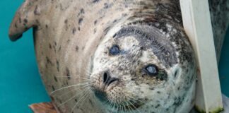 保護した盲目のアザラシは水族館、出産した子どもは海へ バンクーバー水族館に移されたアザラシのドネリー。Photo courtesy of Vancouver Aquarium