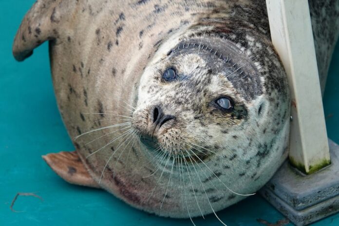 バンクーバー水族館に移されたアザラシのドネリー。Photo courtesy of Vancouver Aquarium