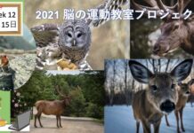 脳の運動教室 第12回「あなたもわたしも野生動物」 West Coast Healthy Memory Society Week 12-2
