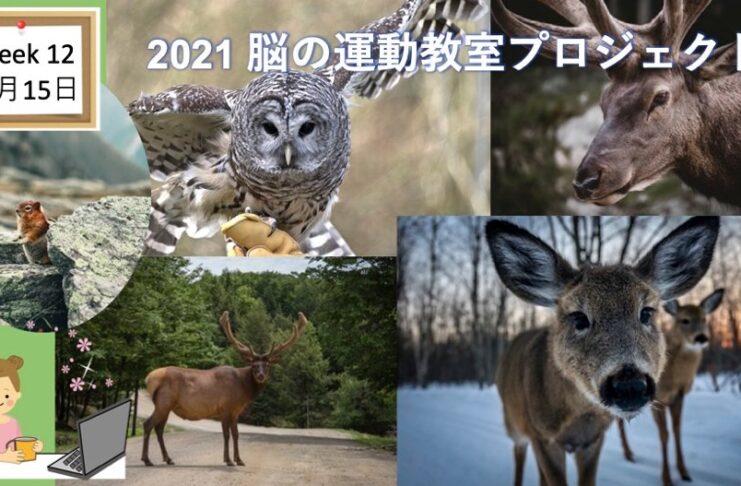脳の運動教室 第12回「あなたもわたしも野生動物」 West Coast Healthy Memory Society Week 12-2