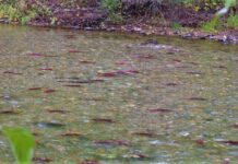 命がけで母なる川へ。サケの遡上を見に行こう 北米でも有名なアダムズリバーのサケの遡上。Photo by Keiko Nishikawa