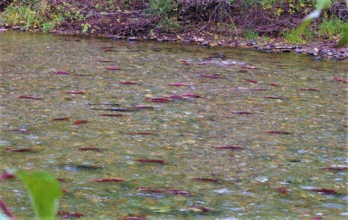 北米でも有名なアダムズリバーのサケの遡上。Photo by Keiko Nishikawa