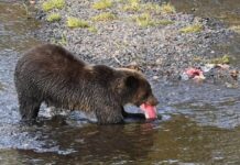 バンクーバーから車で片道2800キロ、神秘の大地、ユーコンへ 3 迫力のグリズリーベア。写真提供 種村幸治さん