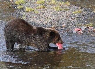 バンクーバーから車で片道2800キロ、神秘の大地、ユーコンへ 3 迫力のグリズリーベア。写真提供 種村幸治さん