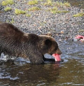バンクーバーから車で片道2800キロ、神秘の大地、ユーコンへ 3 迫力のグリズリーベア。写真提供 種村幸治さん