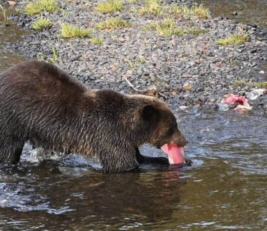 バンクーバーから車で片道2800キロ、神秘の大地、ユーコンへ 3 迫力のグリズリーベア。写真提供 種村幸治さん