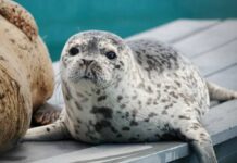 海洋生物保護センター、今年は120頭のアザラシを保護 アザラシのドリー。Photo courtesy of BC Marine Mammal Rescue Society