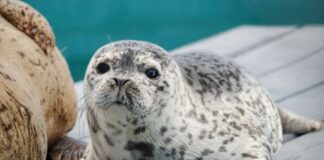 海洋生物保護センター、今年は120頭のアザラシを保護 アザラシのドリー。Photo courtesy of BC Marine Mammal Rescue Society