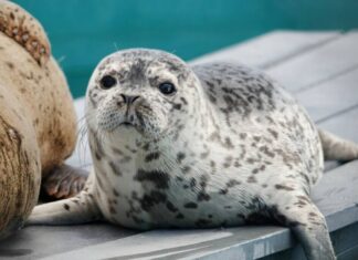 海洋生物保護センター、今年は120頭のアザラシを保護 アザラシのドリー。Photo courtesy of BC Marine Mammal Rescue Society
