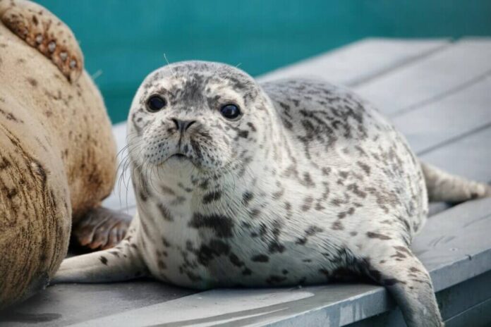 アザラシのドリー。Photo courtesy of BC Marine Mammal Rescue Society