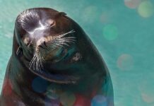 バンクーバー水族館にサンタダイバーがやってきた! バンクーバー水族館でクリスマスイベント。Photo courtesy of Vancouver Aquarium